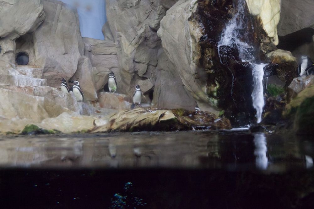 Penguins, Acquario di Genova, ©alketamisja photography, August 2016
