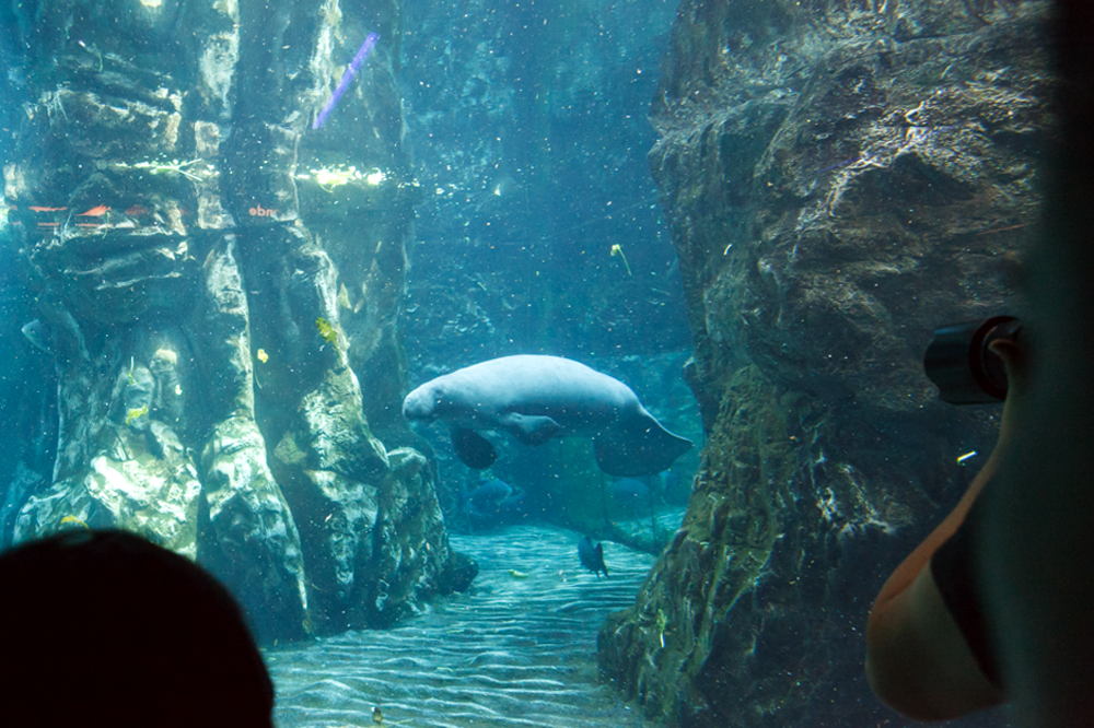 Manatees, Acquario di Genova, ©alketamisja photography, August 2016
