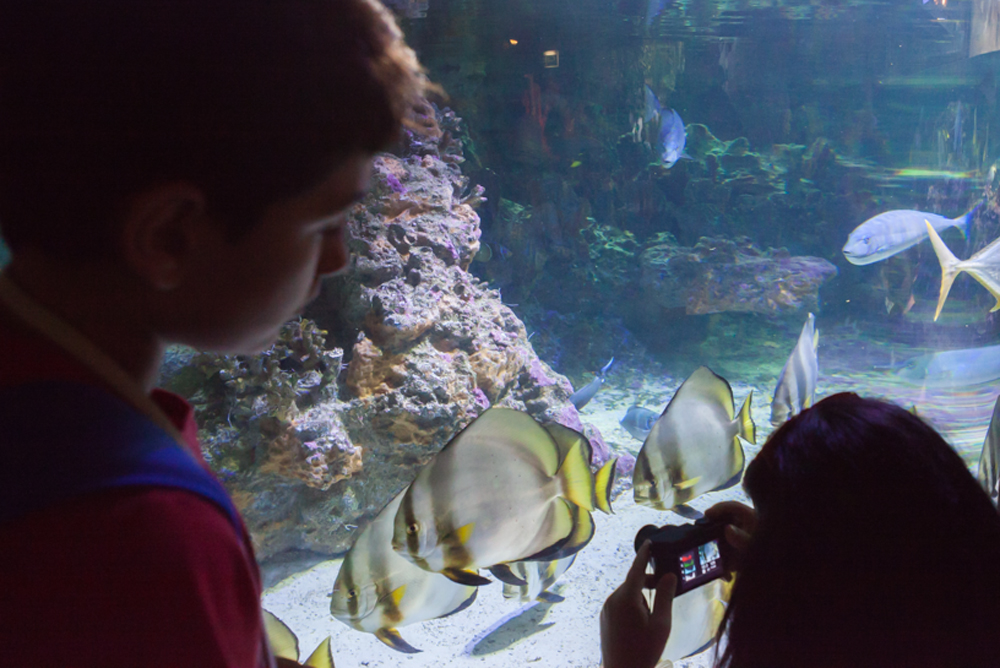 Tropical lagoon, Acquario di Genova, ©alketamisja photography, August 2016