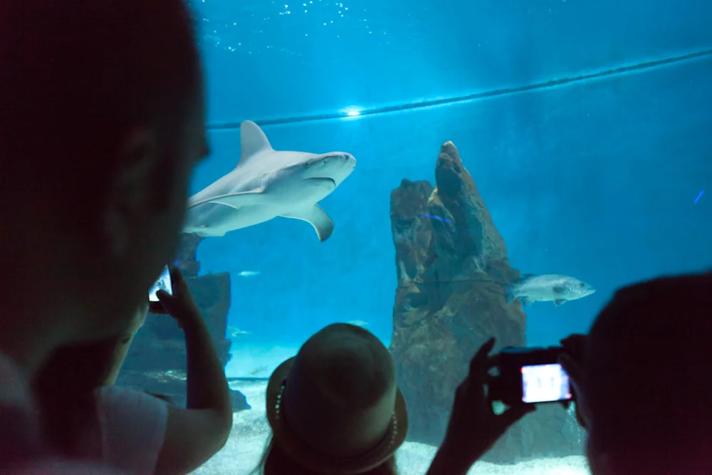 Sharks tank, Aquario di Genova, copyright Alketa Misja photography, August 2016