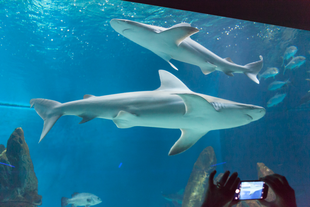 Sharks tank, Acquario di Genova, ©alketamisja photography, August 2016