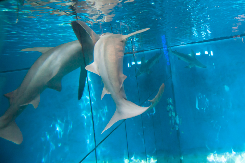 Sharks tank, Acquario di Genova, ©alketamisja photography, August 2016