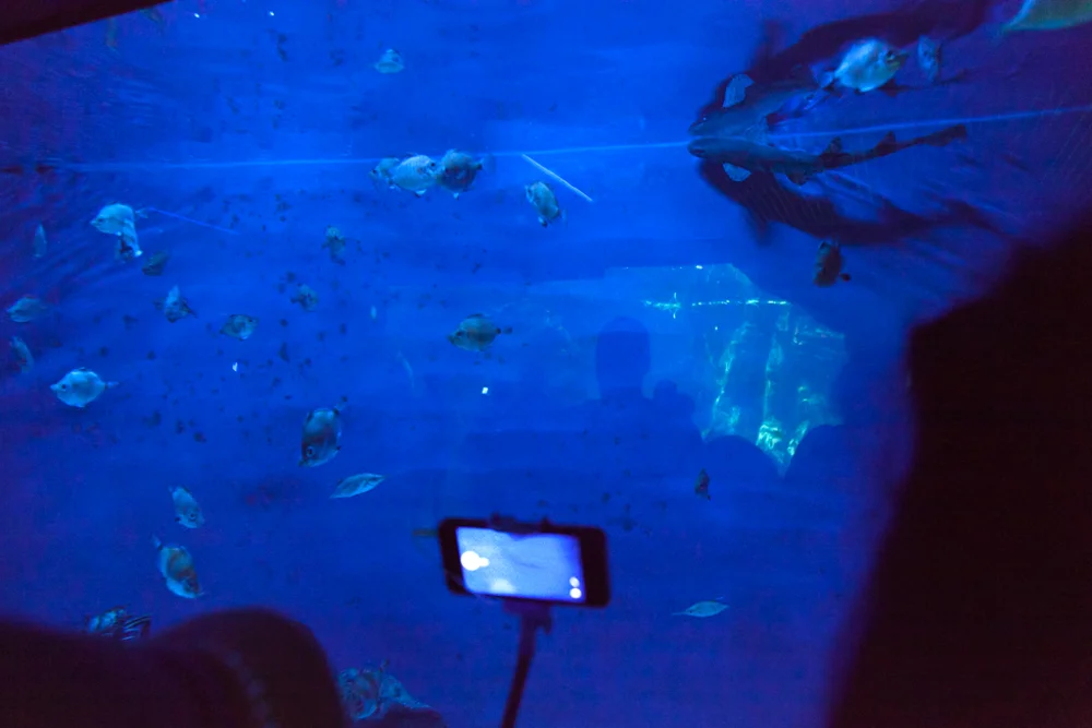 Sharks tank, Acquario di Genova, ©alketamisja photography, August 2016