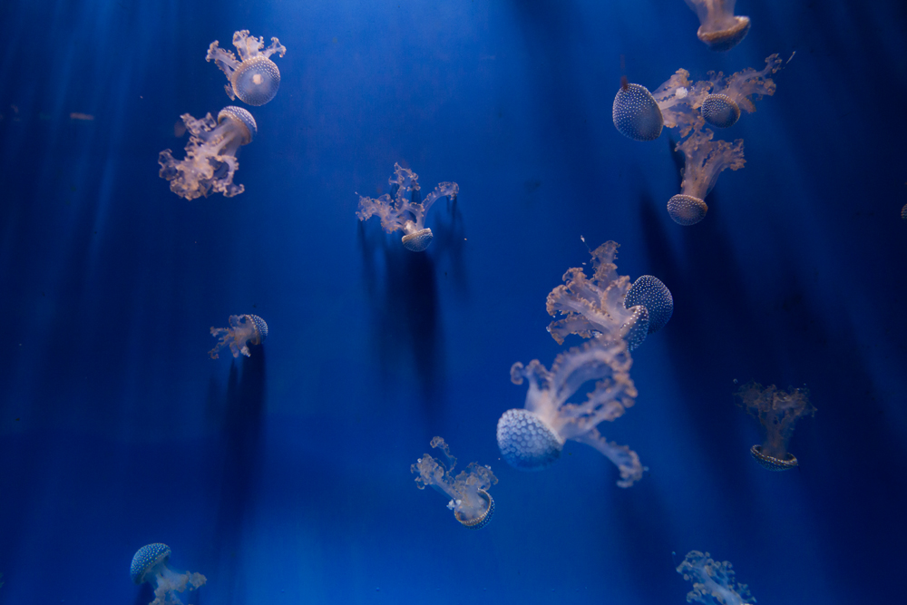 Filloriza tank, Acquario di Genova, ©alketamisja photography, August 2016