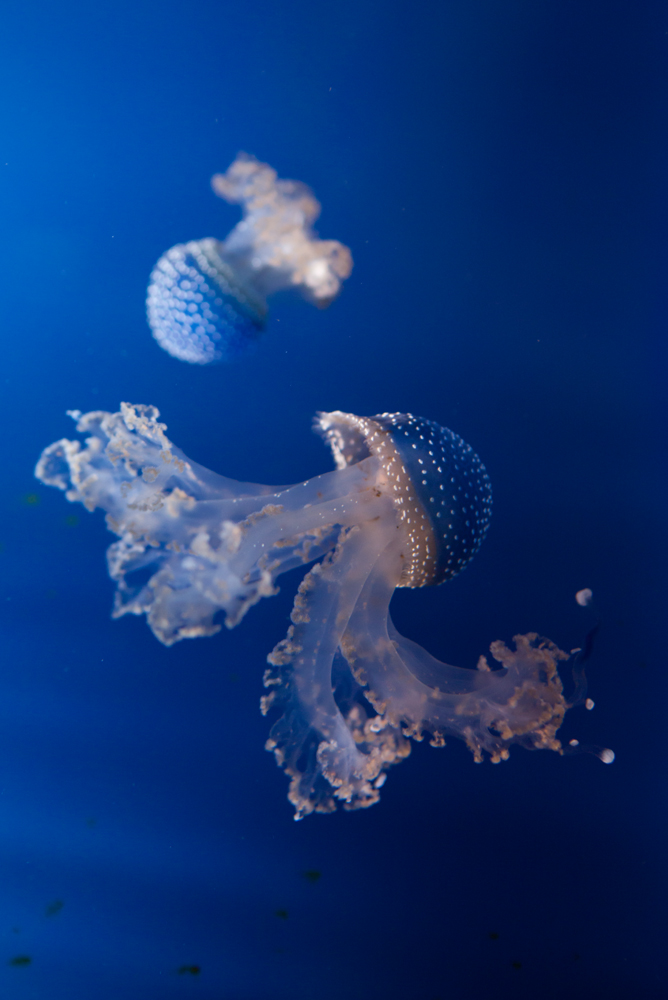 Filloriza, Acquario di Genova, ©alketamisja photography, August 2016