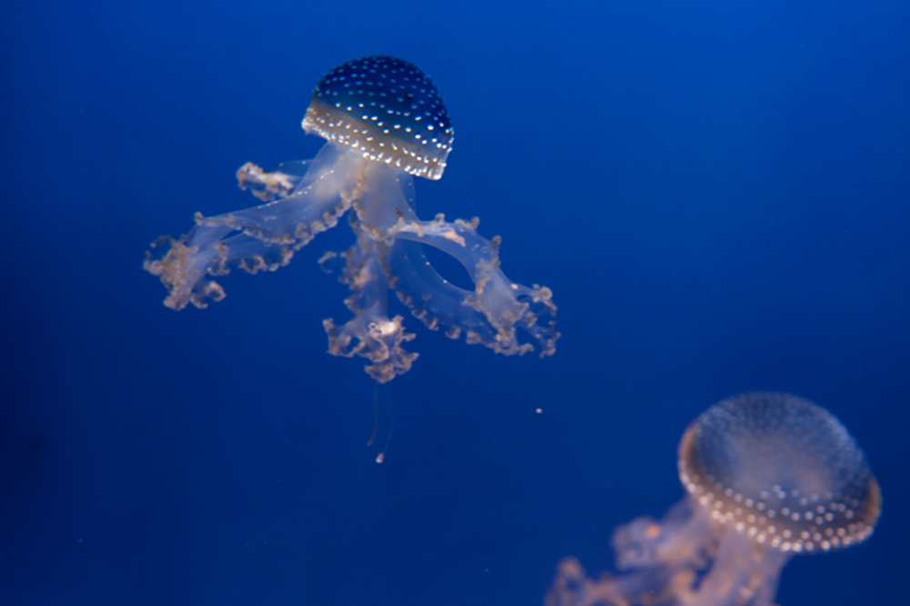 Filloriza, Acquario di Genova, ©alketamisja photography, August 2016