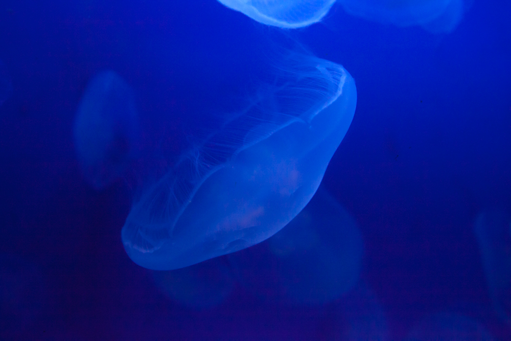 Four-leaf clover jellyfish, Acquario di Genova, ©alketamisja photography, August 2016