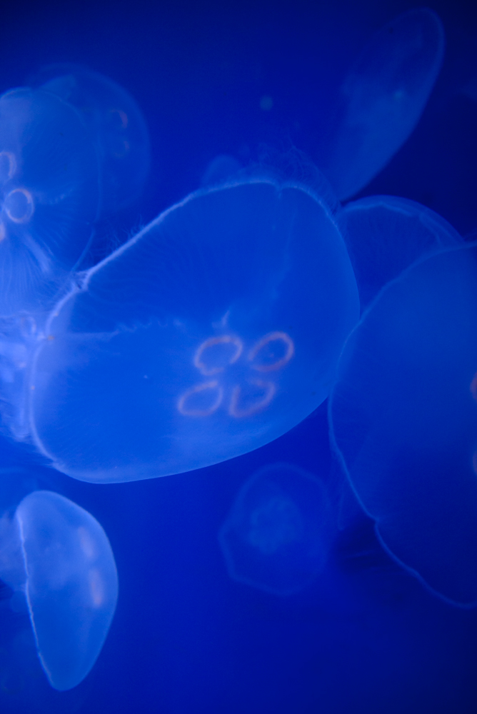 Four-leaf clover jellyfish, Acquario di Genova, ©alketamisja photography, August 2016