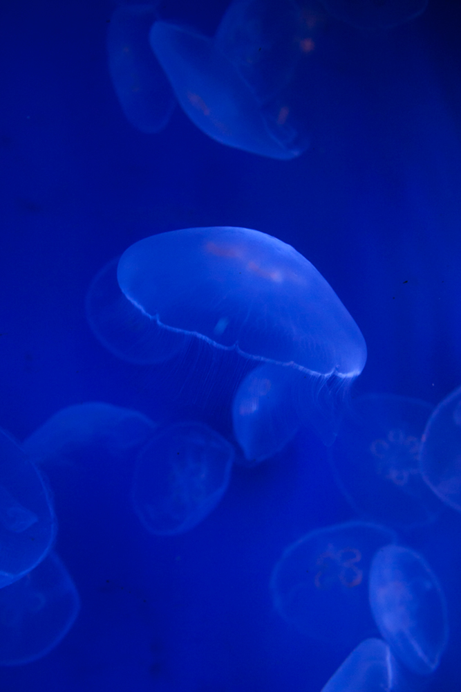 Four-leaf clover jellyfish, Acquario di Genova, ©alketamisja photography, August 2016