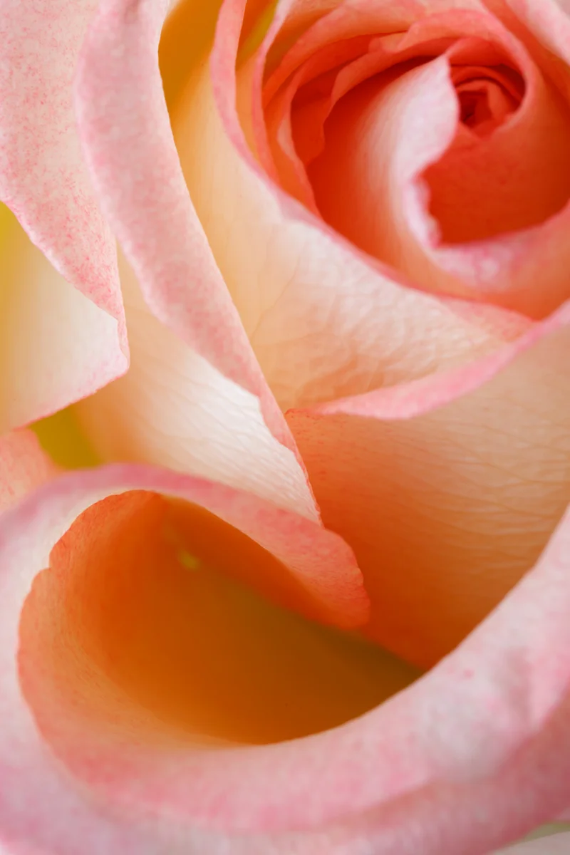 Flower Studies, Roses