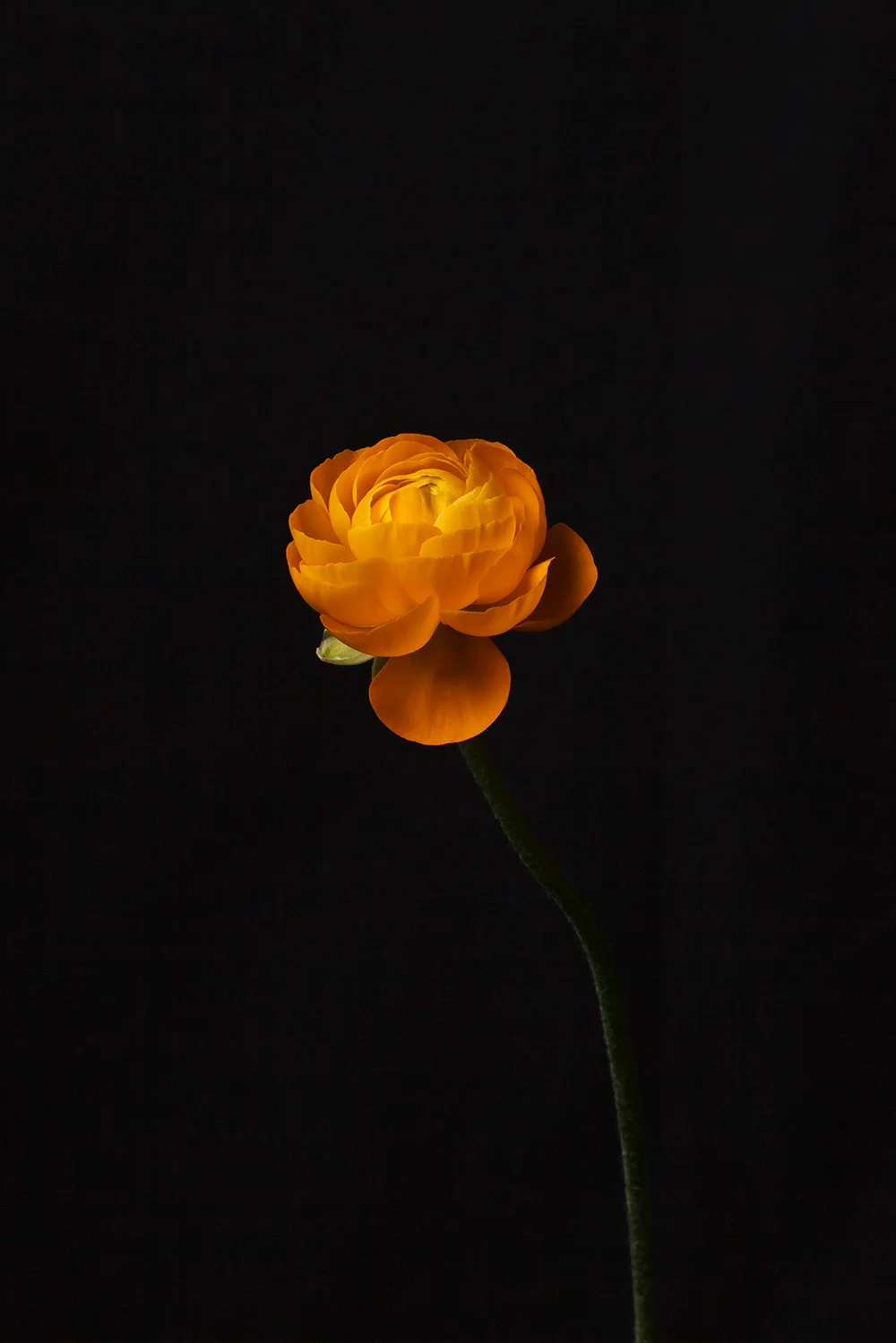 Still Life with Flower, 2009
