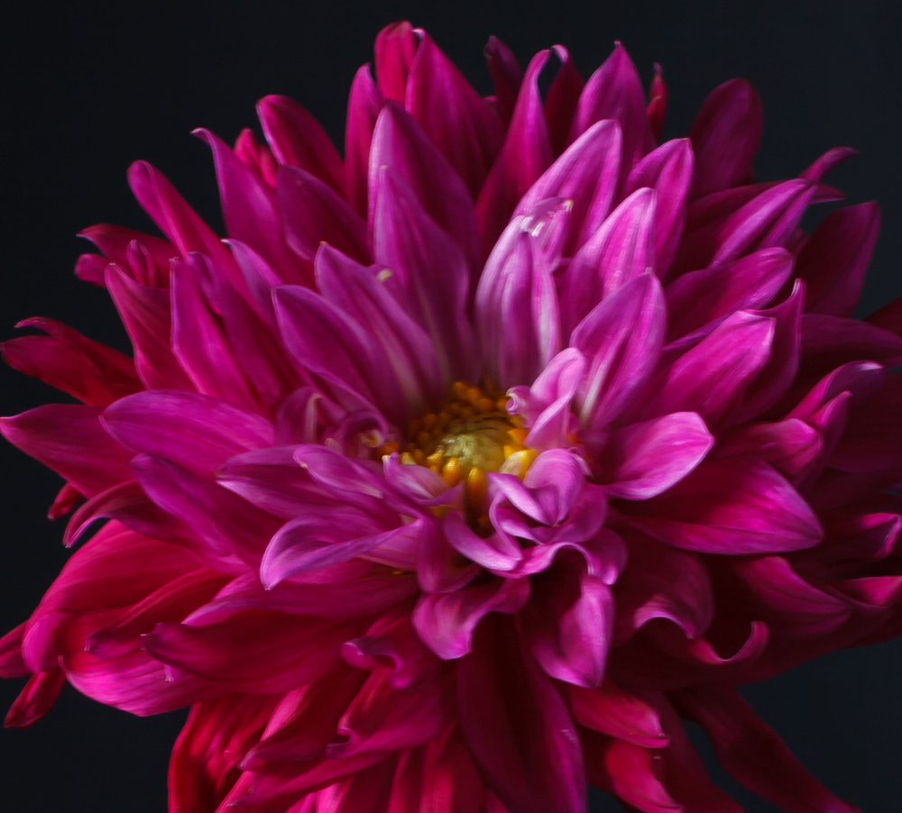 still-life-flower-magenta-3.jpg
