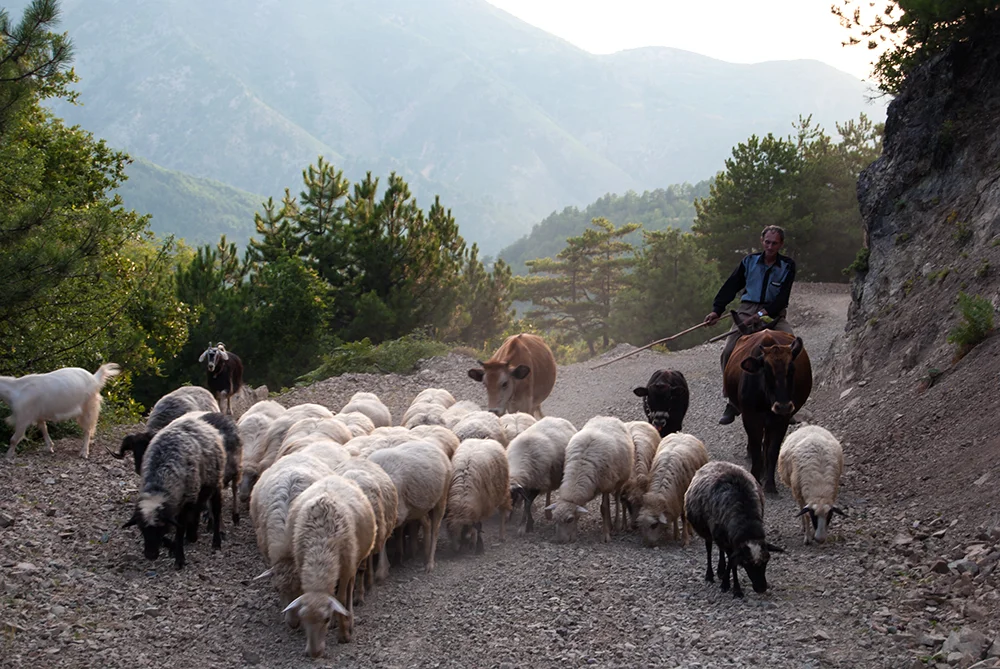 Shepherd returning from pastures, Orosh Mirditë, © alketa misja photography 2008