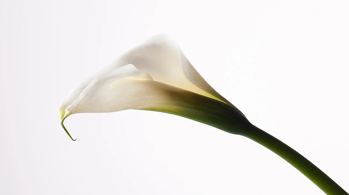 "Calla Lily in Studio"