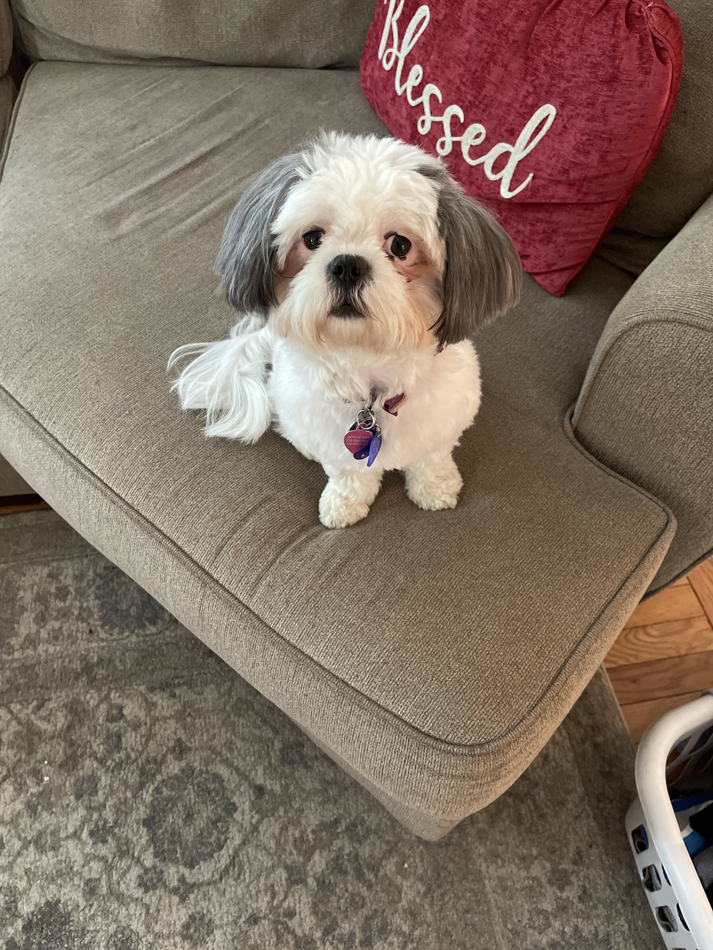 Kish Laura - B1168907-1C3A-4CB7-B7CE-6EB90E0448E5.jpeg
