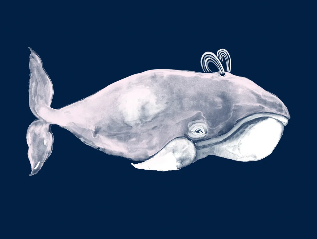 Britt_Browne_Pink_Baleen_CP_EXT_1024x1024.jpg