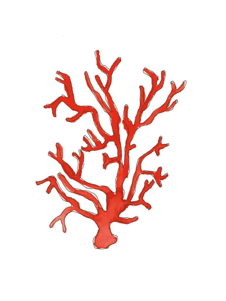 coral300_1024x1024.jpg