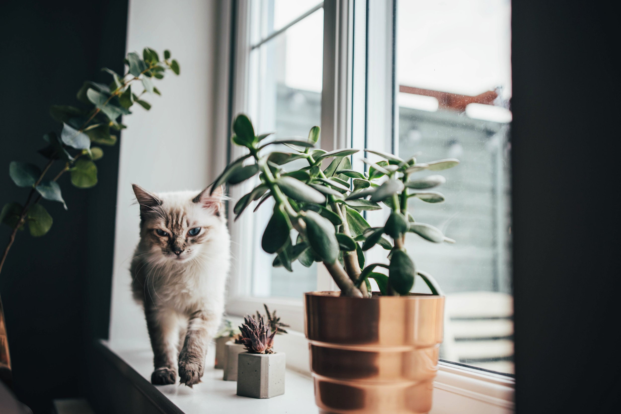 Ragdoll Kitten on windowsill Essex UK Documentary Portrait Photographer