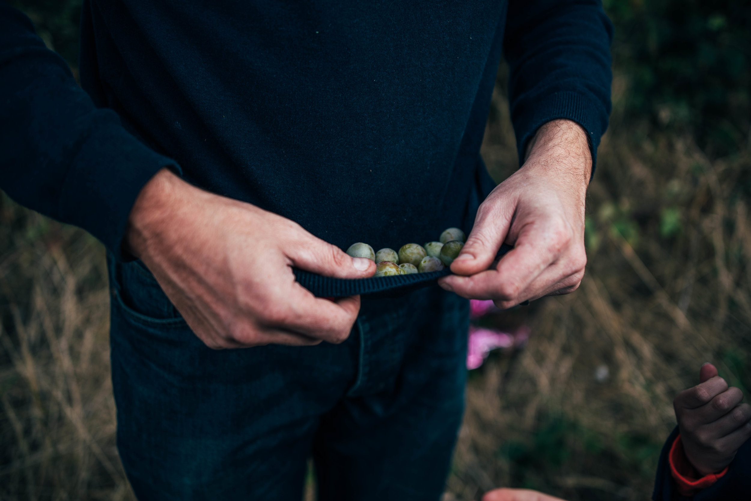 Dad holds sloes in jumper Essex UK Documentary Portrait Photographer