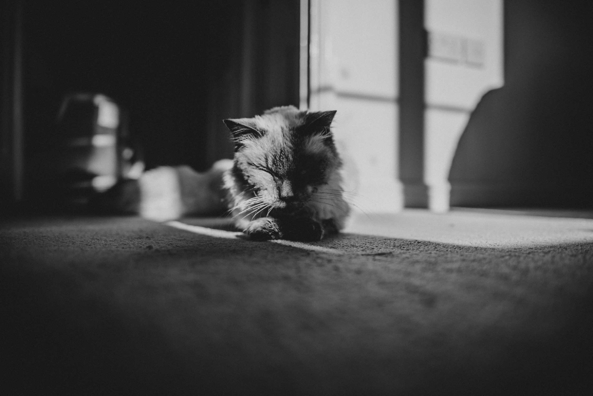 Ragdoll cat basks in sunbeam Essex UK Documentary Portrait Photographer
