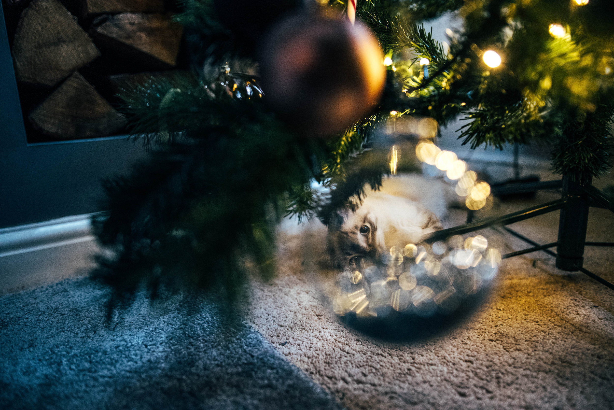 Ragdoll kitten in a Christmas Bauble Essex UK Documentary Photographer