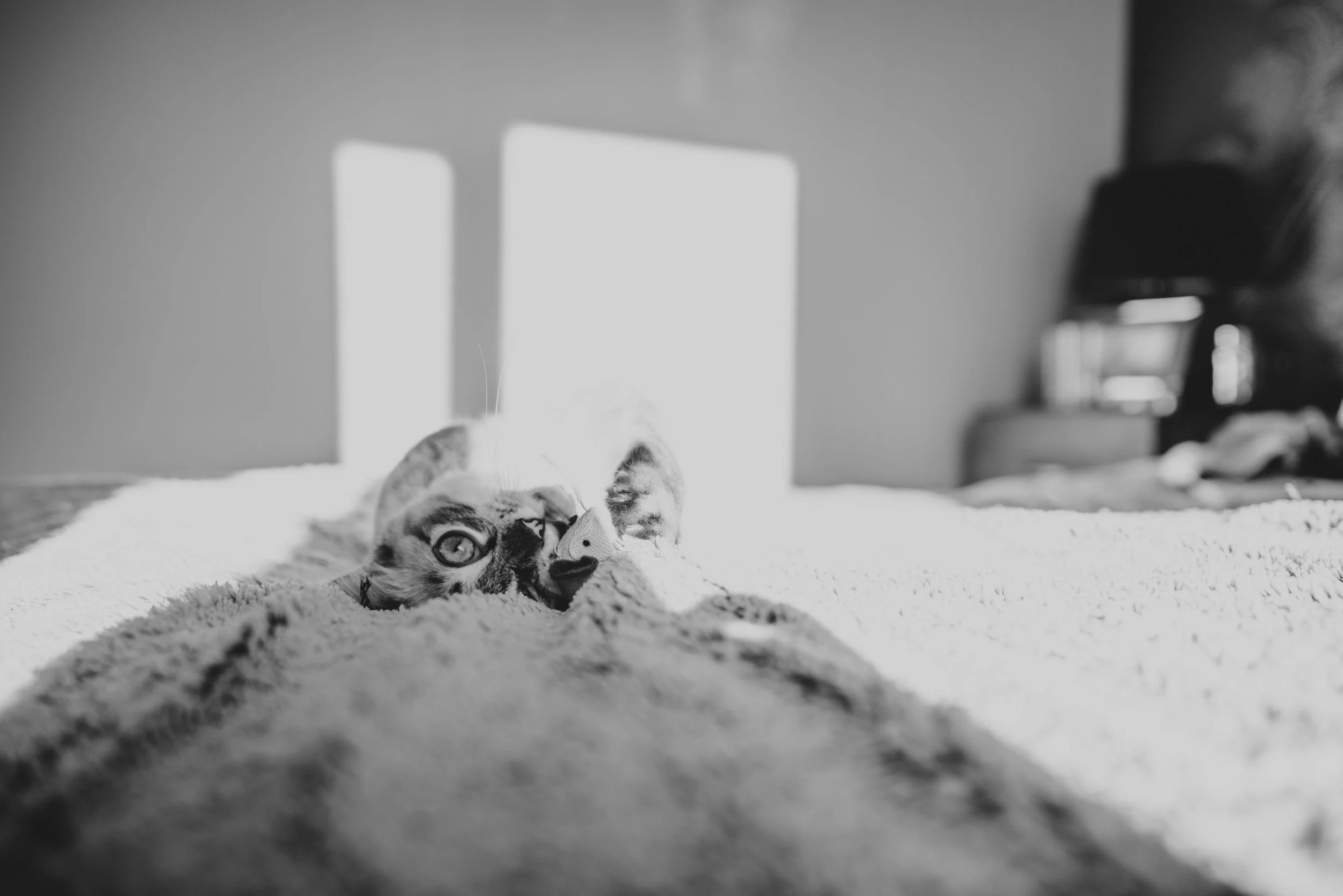 Ragdoll Kitten in beam of light on bed Essex UK Documentary Photographer
