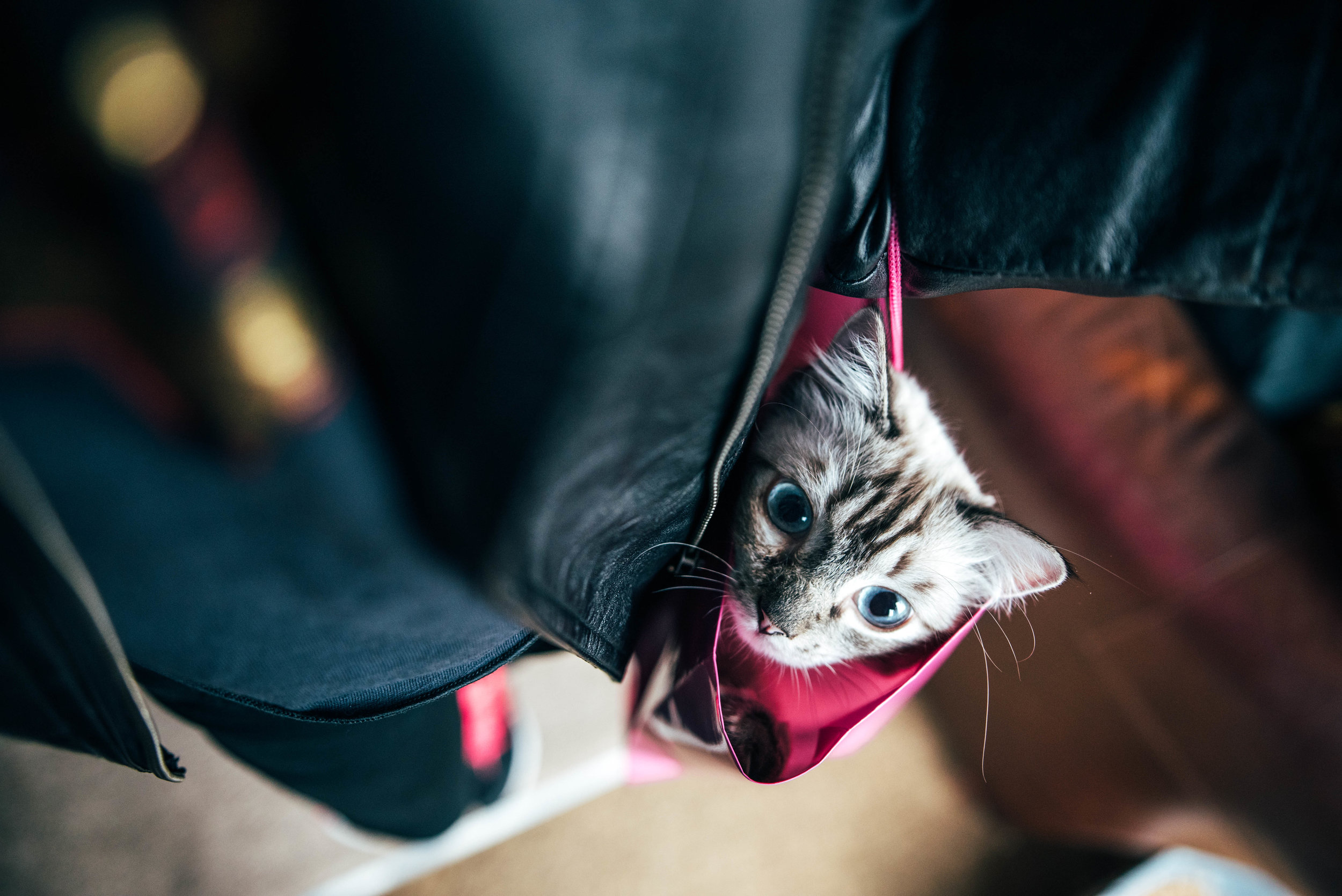 Ragdoll Cat peers out of bag Essex UK Documentary Portrait Photographer