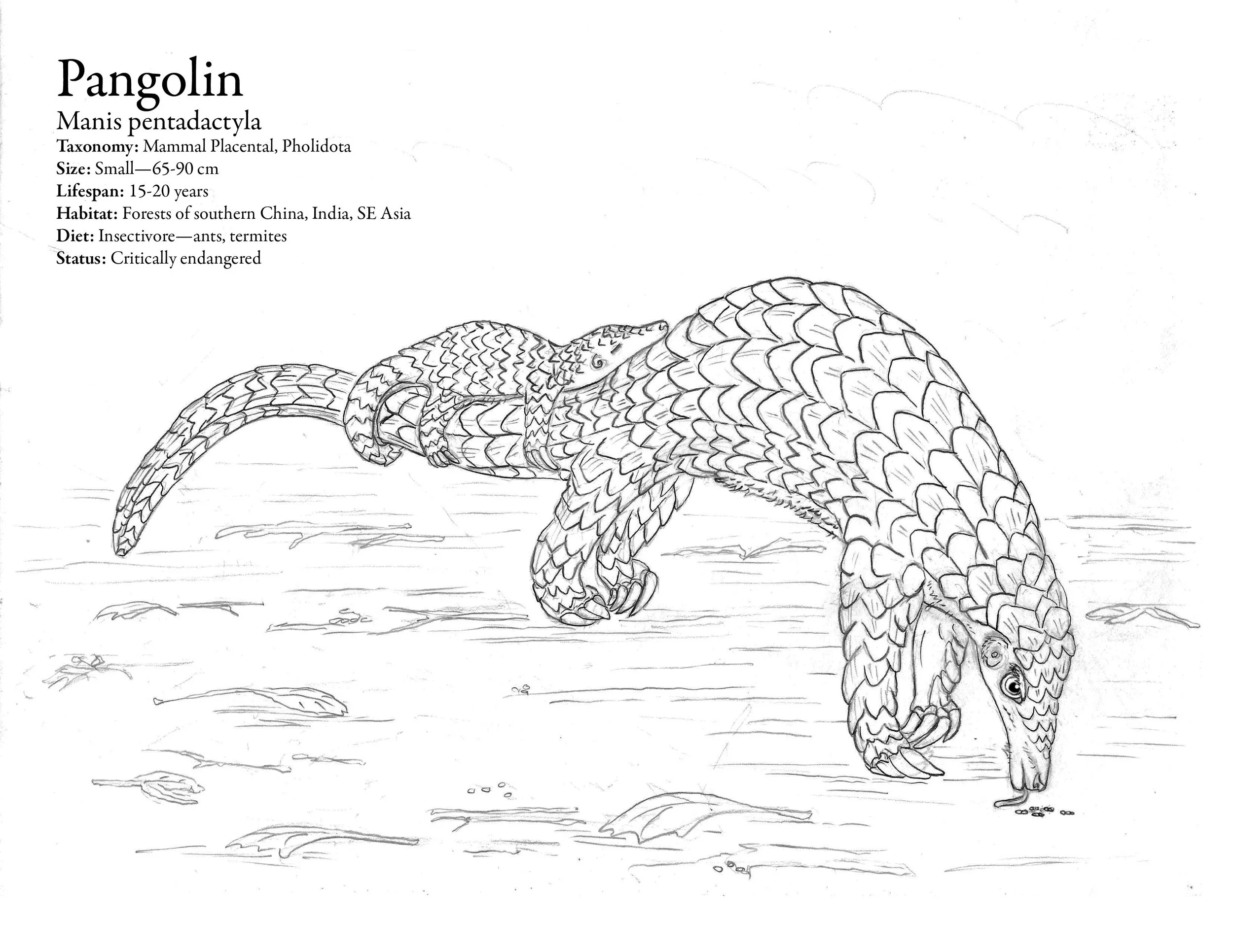 pangolin.jpeg