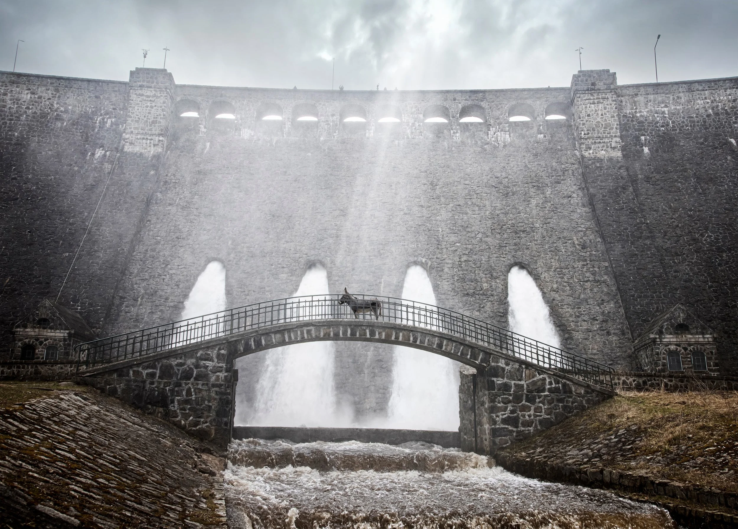 Films We Like Acquires Cannes Prize Winner  “EO” by Jerzy Skolimowski — North American Premiere TIFF 2022 