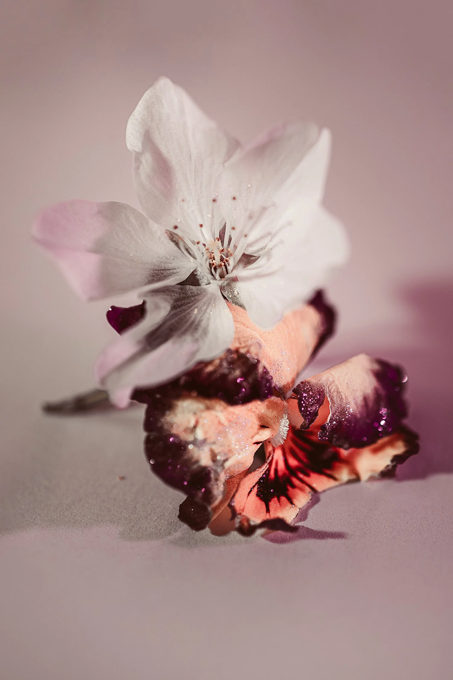 _DSC1242-pansy-cherry-blossom-1500.jpg
