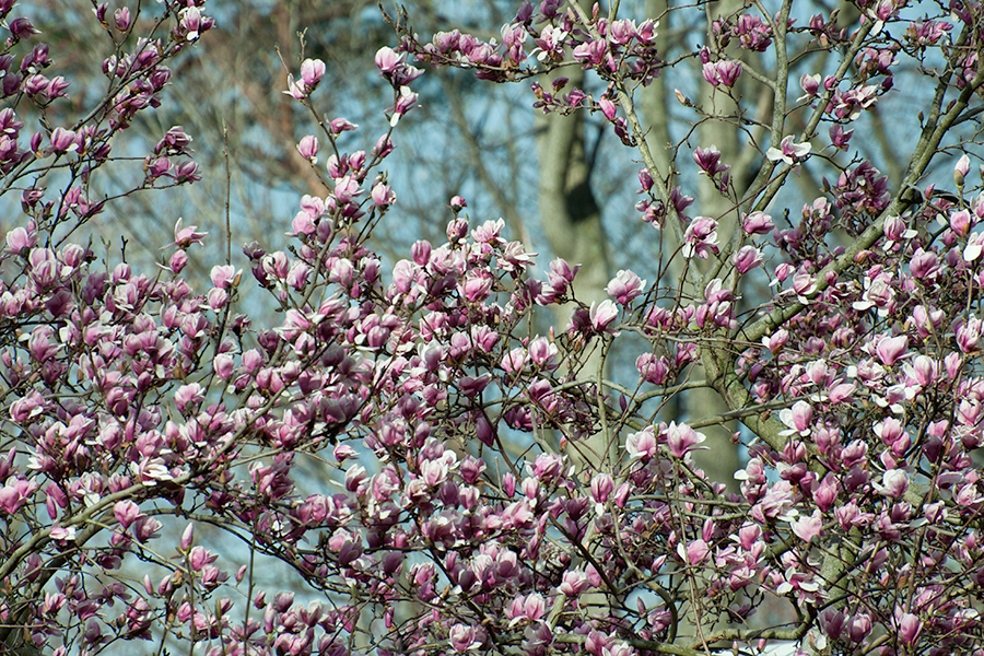 Magnolia × soulangeana blooms