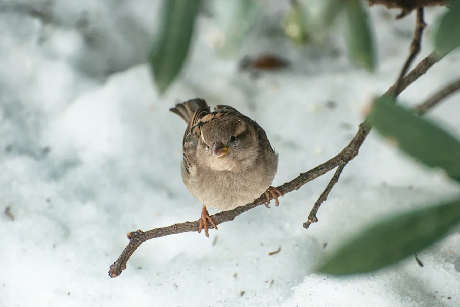 Juvenile White-throated sparrow