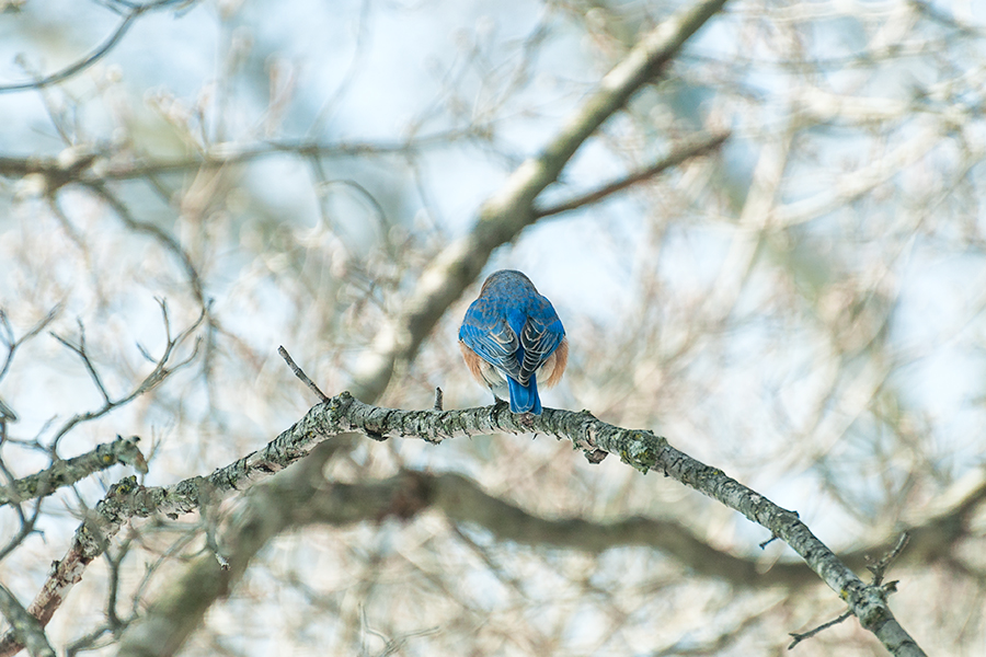 _DSC5822-eastern-bluebirds-winter.jpg