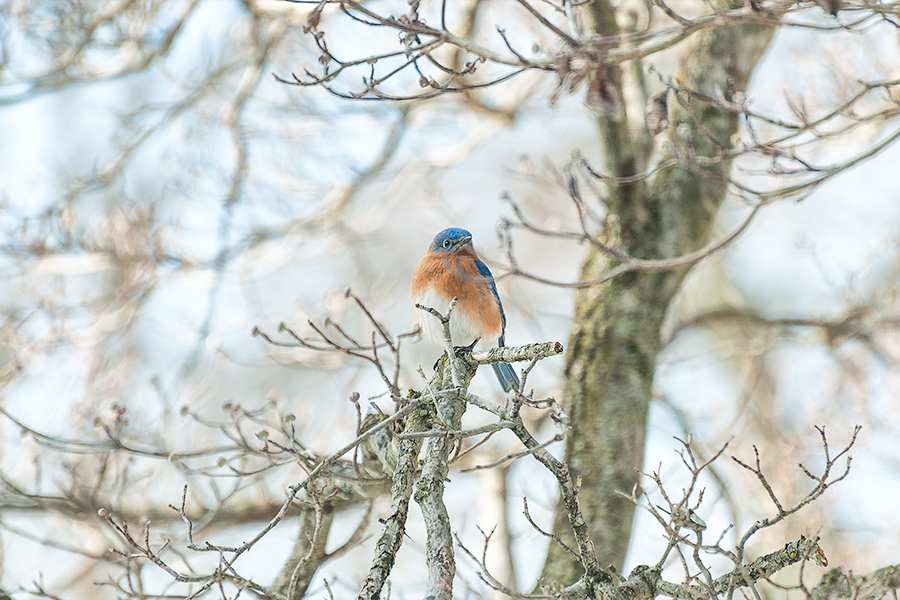 _DSC5767-eastern-bluebirds-winter.jpg