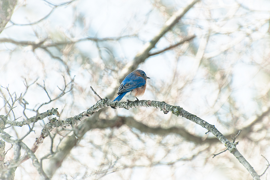 _DSC5836-eastern-bluebirds-winter.jpg