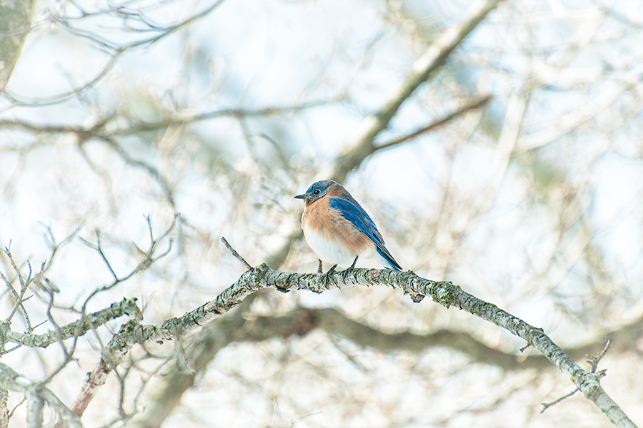 _DSC5881-eastern-bluebirds-winter.jpg