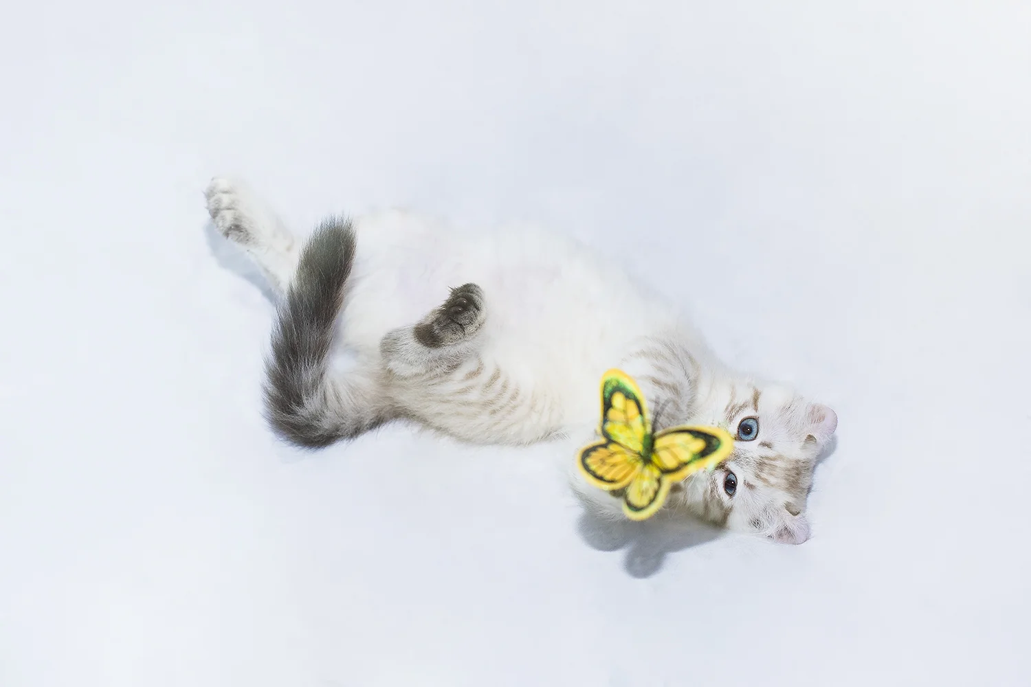 _DSC6103-castiel-highland-lynx-butterfly-1000.jpg