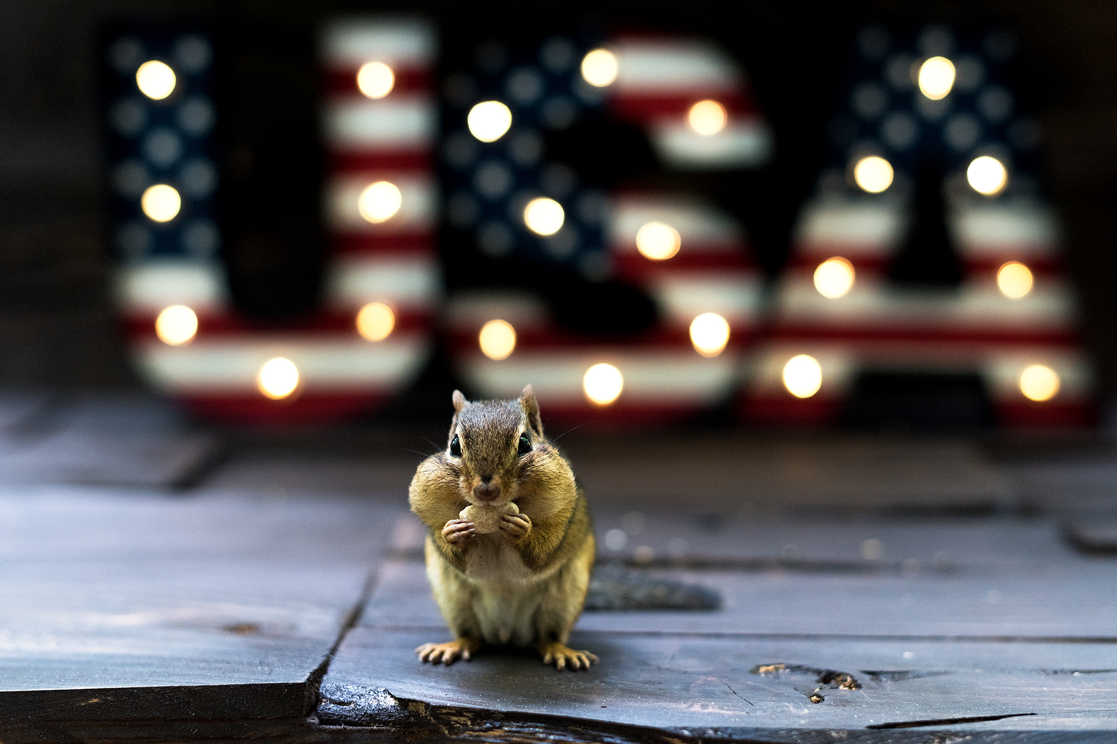 _DSC6568-usa-photoshoot-chipmunk-light-4thofjuly.jpg
