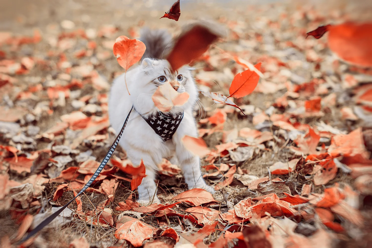 _DSC4131-autumn-orange-highland-lynx-castiel-1000.jpg