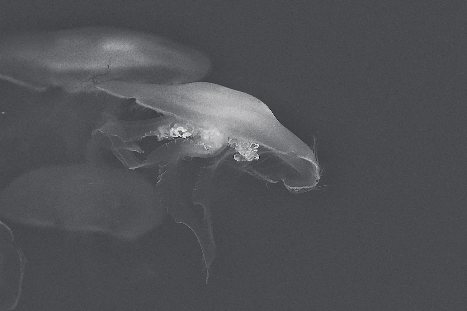 _DSC1248-baltimore-aquarium-jellyfish-matte-bw-1000.jpg