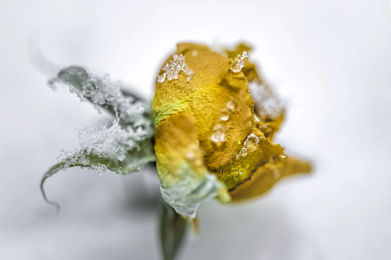 _DSC0280-yellow-rose-on-the-snow-1000.jpg