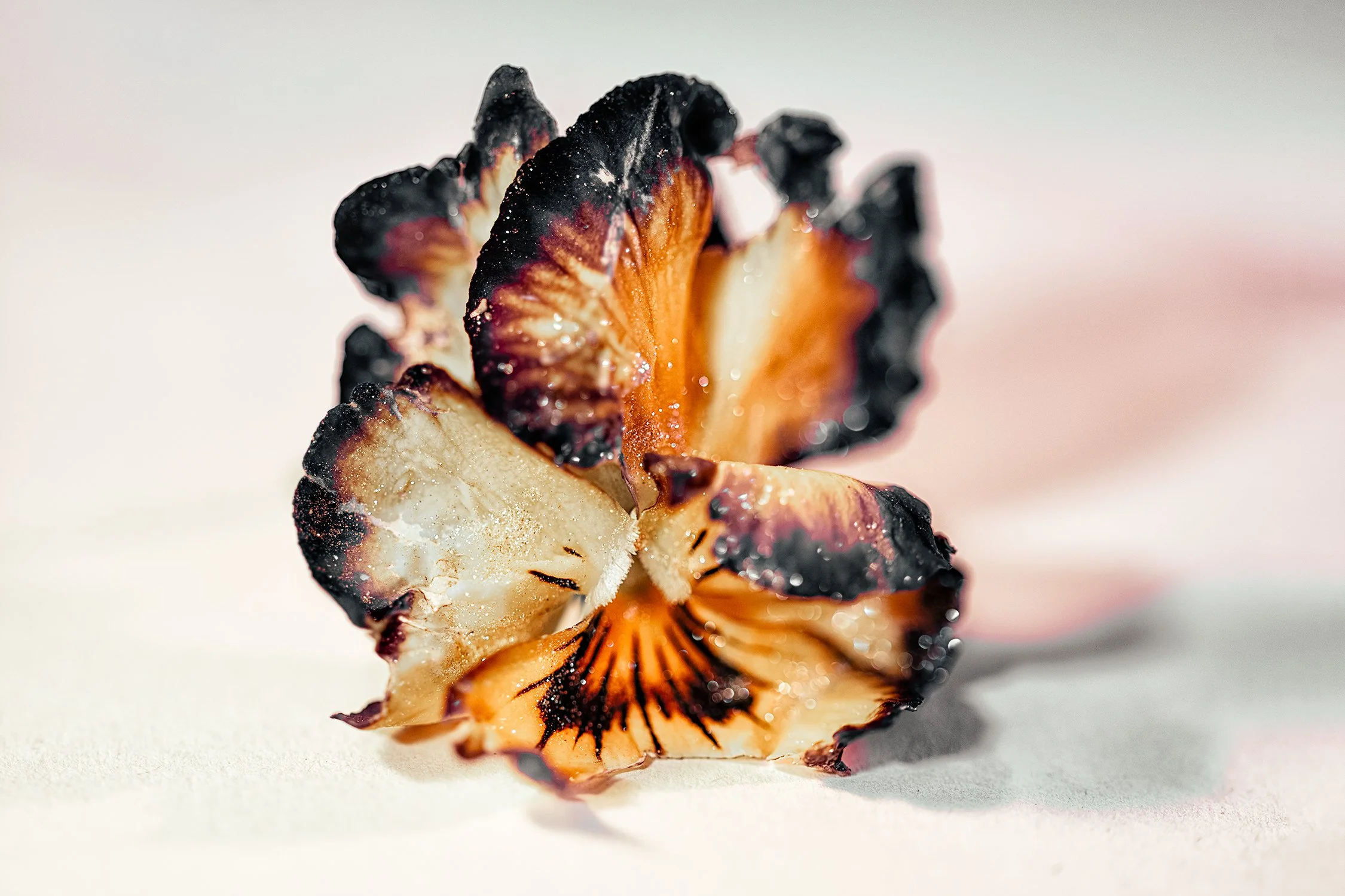 _DSC1204-orange-contrast-pansy-1500.jpg
