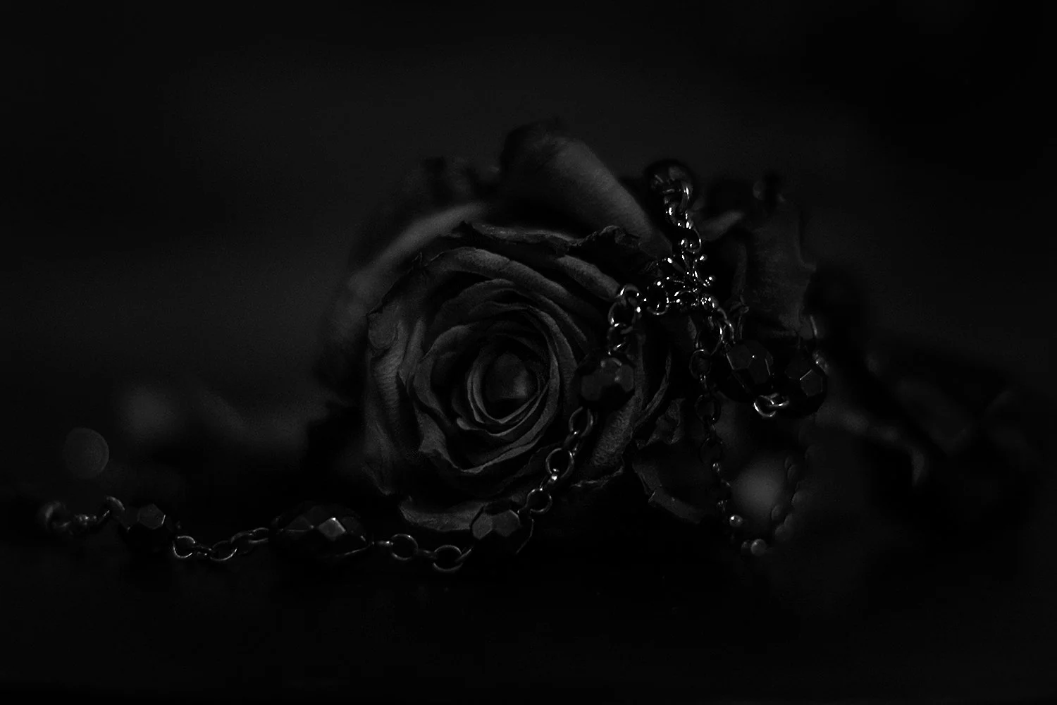 DSC_6437-ROSE-goth-1000.jpg