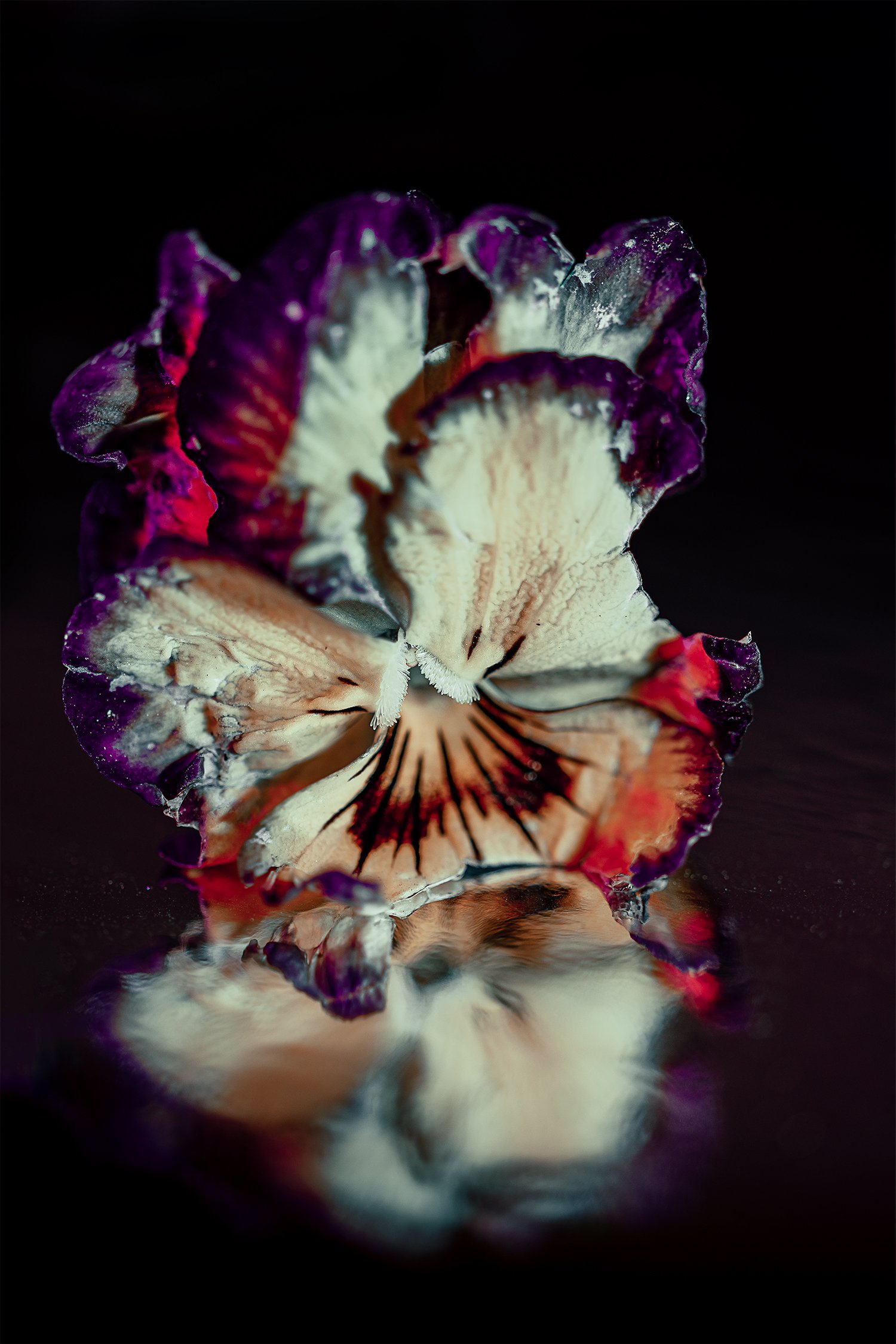 _DSC1164-pansy-contrast-purple-1500.jpg