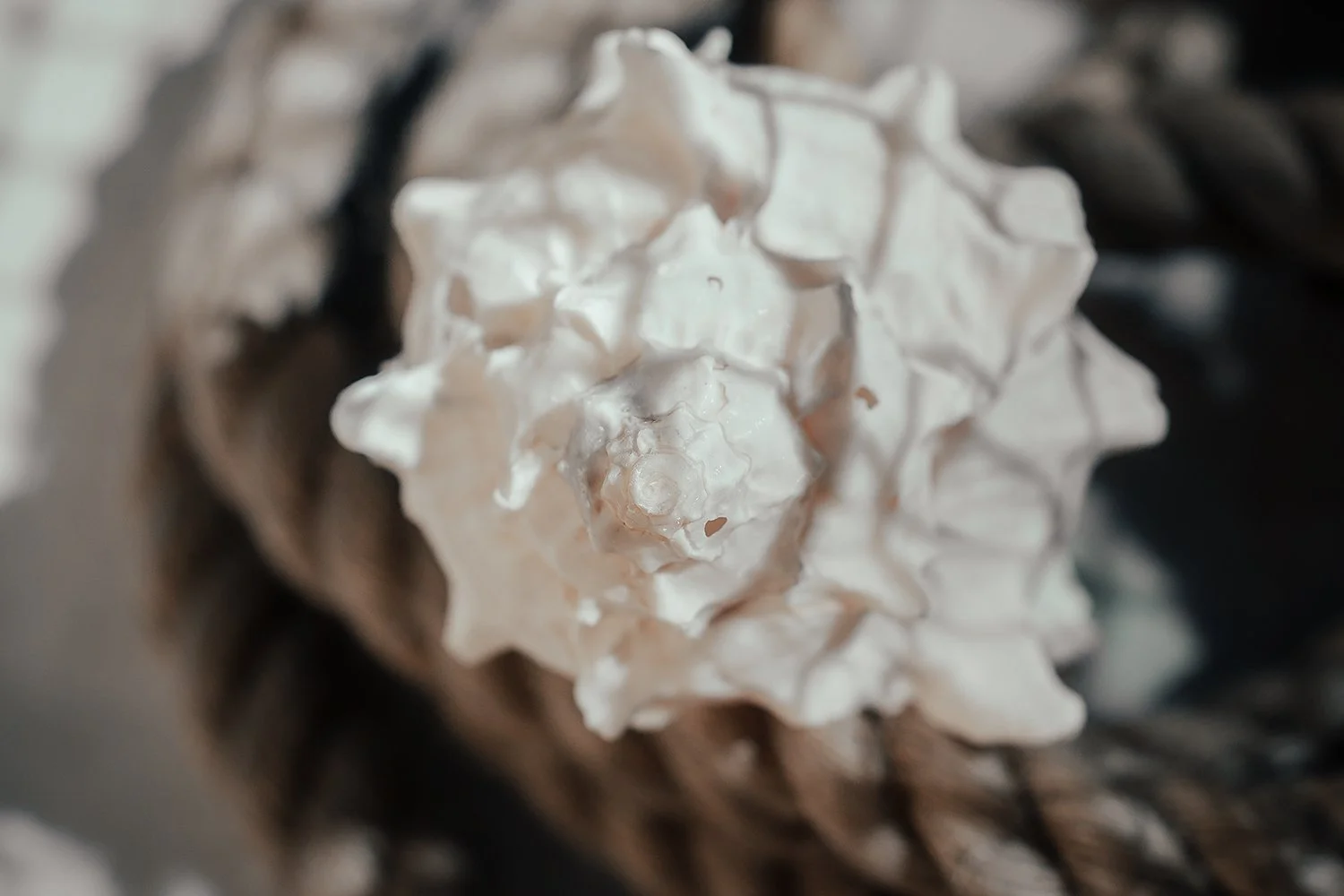 _DSC0302-ocean-stuff-macro-1000.jpg