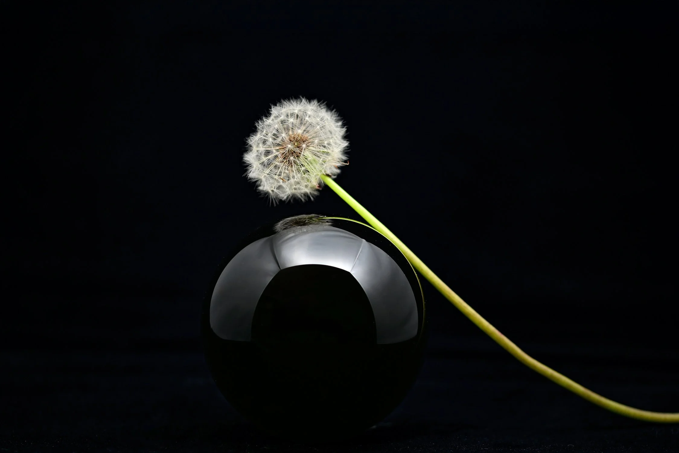 DSC_3400-Dandelion-Web-1500px.jpg