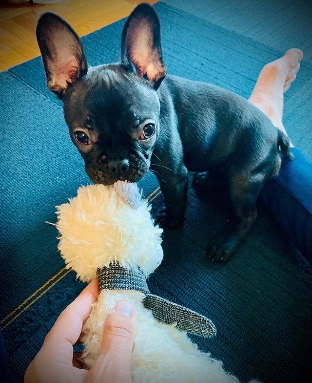 Welcoming Eva! #frenchiepuppy #frenchie #dog #officedog #tiny #cute #tinycute #puppy #puppiesareenergetic #gift #frenchbulldog #frenchbulldogpuppy