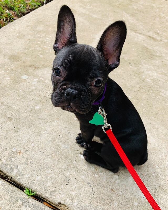 It&rsquo;s puppy week! #eva #frenchbulldog #frenchiesofinstagram #frenchbulldogpuppy #cute #brindle #puppy #ears