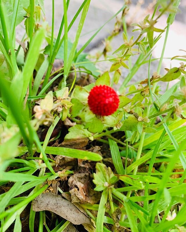 I have been seeing wild #strawberries everywhere in #Brooklyn #notarchitecture