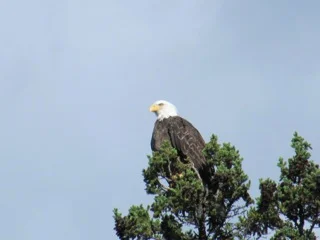 eagle.jpg